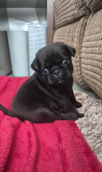 Pug puppies