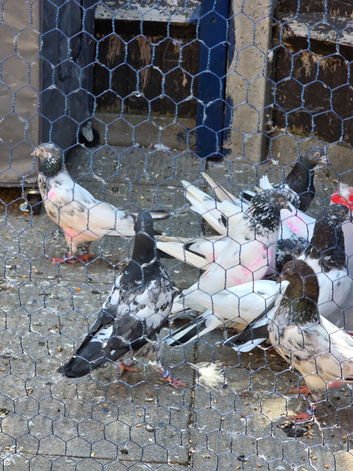Pakistani pigeons