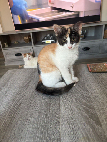 Beautiful calico Turkish van mix kitten ready now