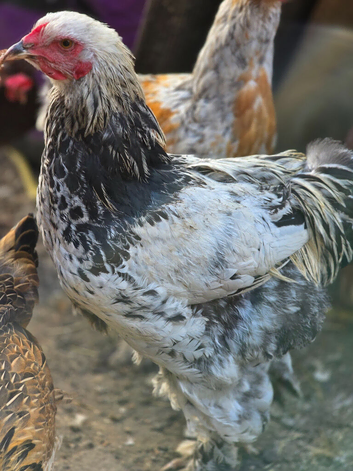 Brahma Cockerells