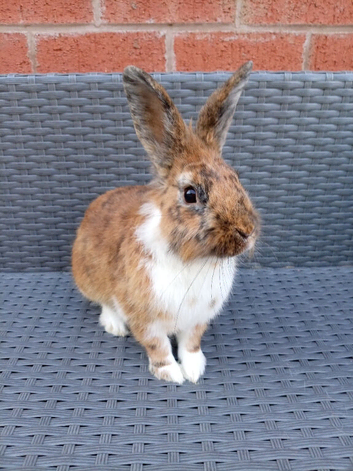 Denny, rex cross lionhead