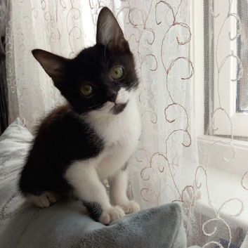 Kittens ready for a new home