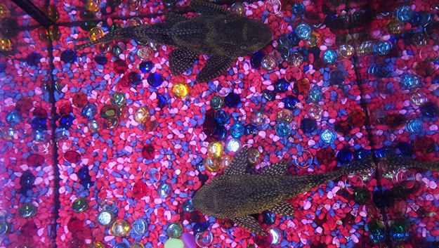Plecostomus