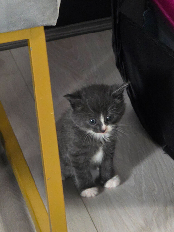 Beautiful grey and white kitten(RESERVED)