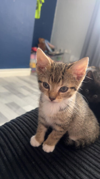 Kittens for sale