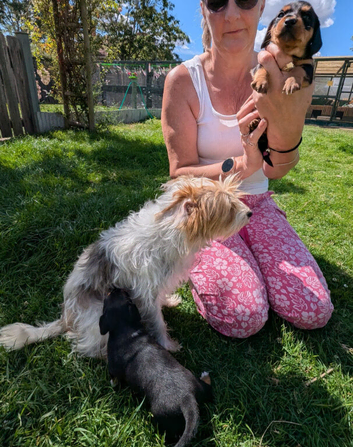 Yorkshire terrier x Jack Russell x mini daxi