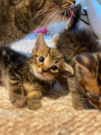 Kittens looking for forever homes