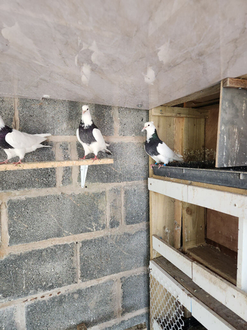 Iranian pigeons