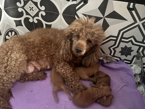 2 stunning miniature poodle boys