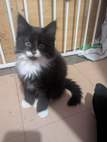 Beautiful fluffy boy