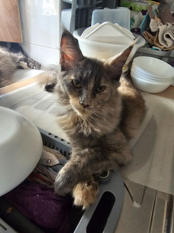 Pure bred maine coon female
