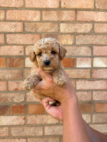 beautiful shihpoo puppies