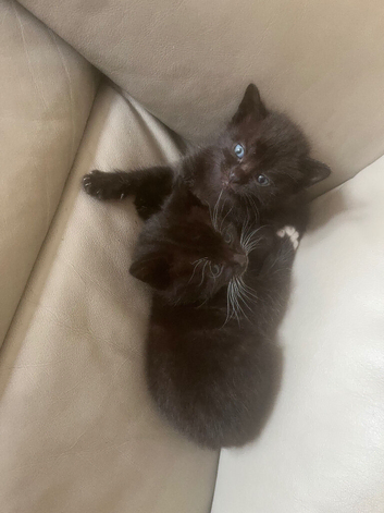 Two Beautiful 10-Week-Old Kittens Looking for Their Forever Homes
