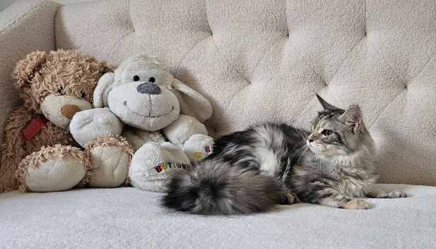Maine Coon girl Champion bloodlines