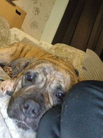 Staffordshire bull terrier cross