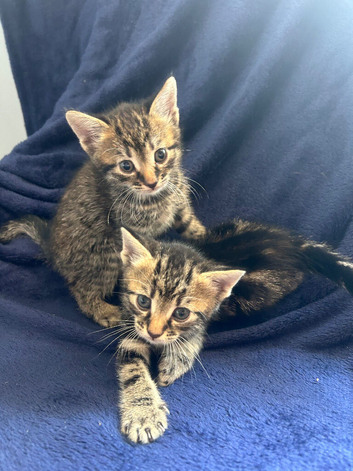 Bengal kittens