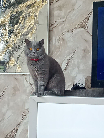 9 MONTH OLD British MALE SHORTHAIR