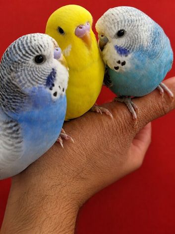Super silly hand tamed baby budgies