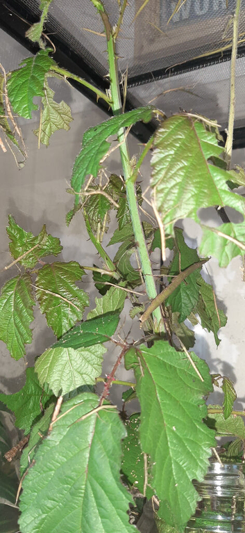 50p Indian stick insects and Zompros stick insects for sale