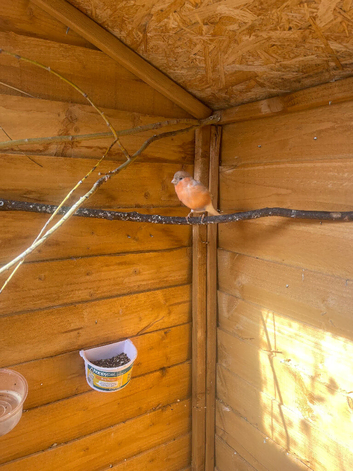 Pair Siberian bullfinch