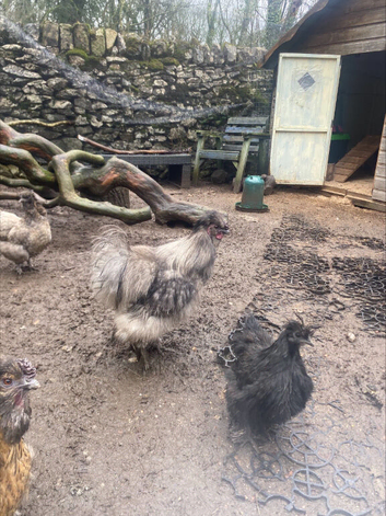 Splash bantam silkie cockerel