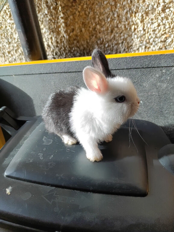 Mini lop x dutch