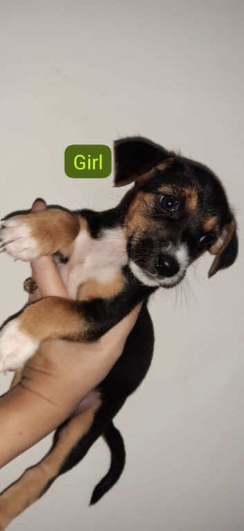 Beagle mix puppies. 2 months old.