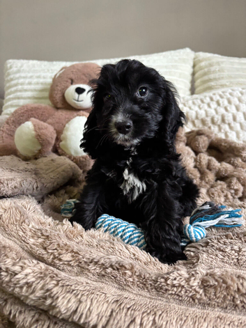 11 week old cockerpoo