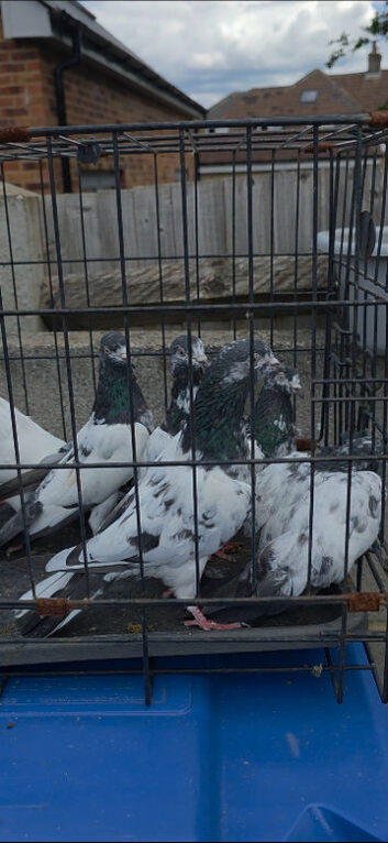 PAKISTANI HIGH FLYERS PIGEONS