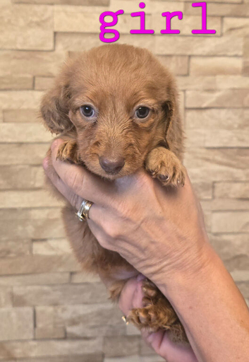 Longhair mini dachshunds