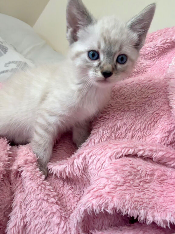 Beautiful pair of kittens for sale