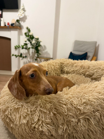 1 year old Dachshund