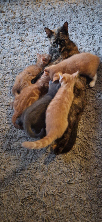 Ginger kitten 8 weeks old