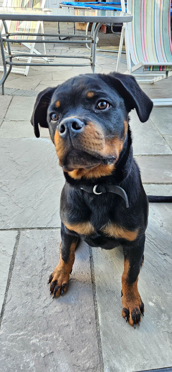 Stunning Rottweiler Puppy