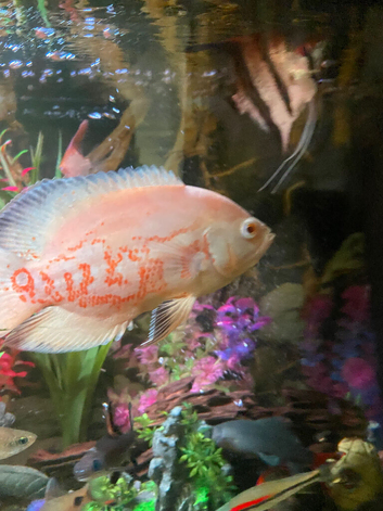 Oscar&rsquo;s Two nice bonded Oscars
