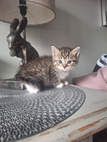 Stripy kitten