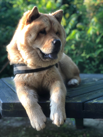 Chow husky cross to stud, can travel