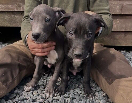 Beautiful Litter of Smooth Coated Lurcher Puppies