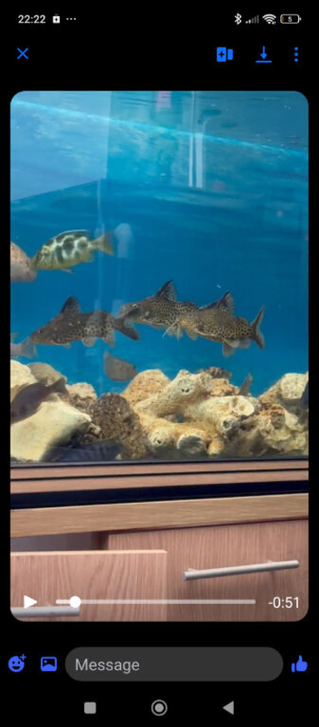 featherfin synodontis