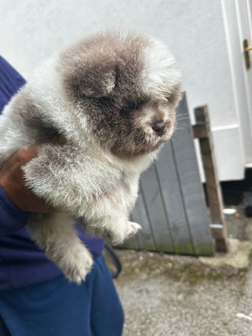 Exotic rare colour  bear face chow chow puppies