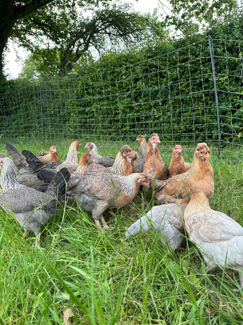 Mix Breed Pullets