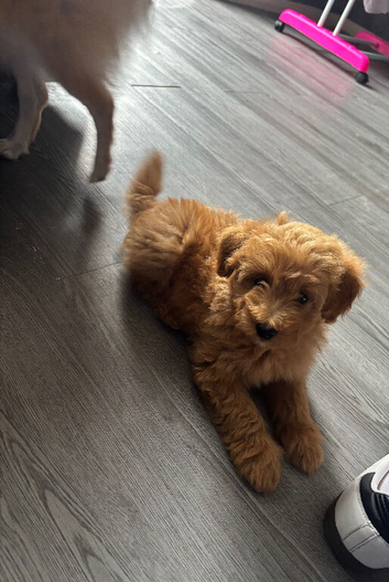 Spitzpoo puppies