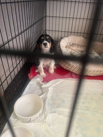 Cavalier King Charles