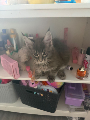 Purebred Maine coon boy