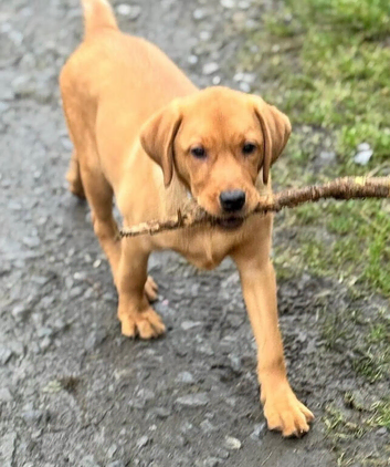 Labrador needing his forever home