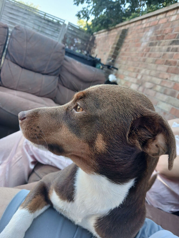 Pedigree jack Russel