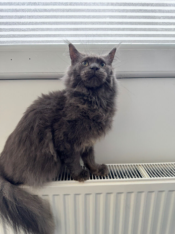 Lovely blue Maine coon boy