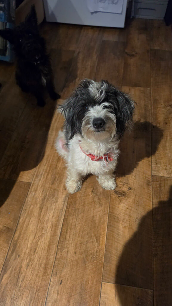 Beautiful loving Jackapoo female
