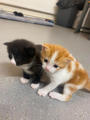 Kittens for new homes
