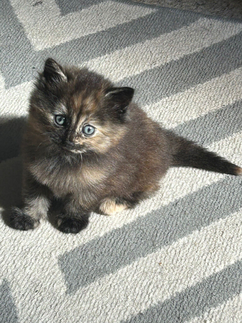 2 cute kittens